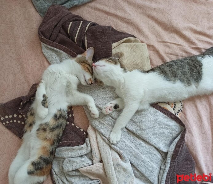 Tekir Kedi, Kedi  bıdık ile çakıl fotoğrafı