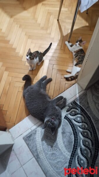 Tekir Kedi, Kedi  bıdık ile çakıl fotoğrafı