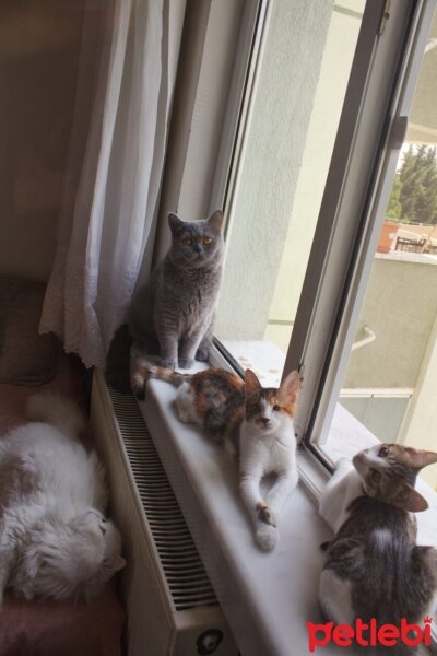 Tekir Kedi, Kedi  bıdık ile çakıl fotoğrafı