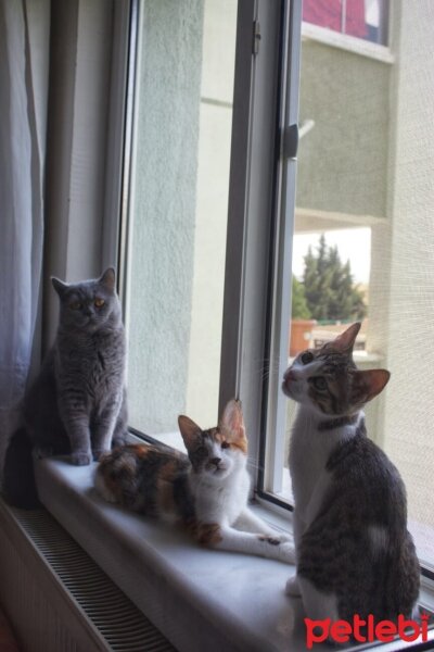 Tekir Kedi, Kedi  bıdık ile çakıl fotoğrafı