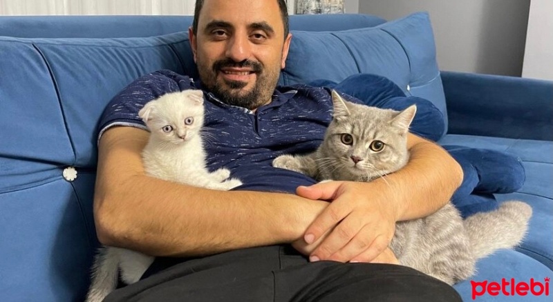 British Shorthair, Kedi  Duman fotoğrafı