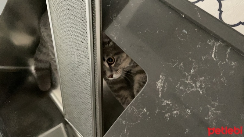 British Shorthair, Kedi  Duman fotoğrafı