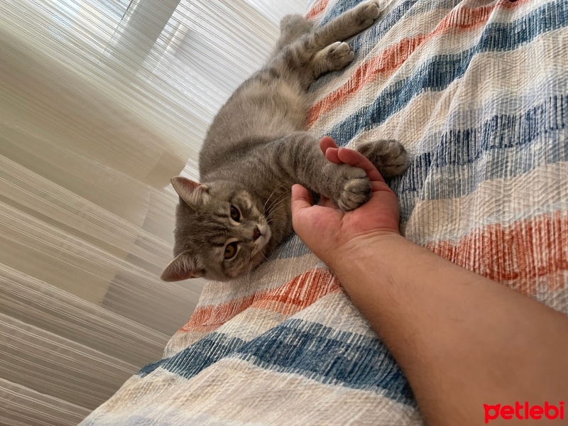 British Shorthair, Kedi  Duman fotoğrafı