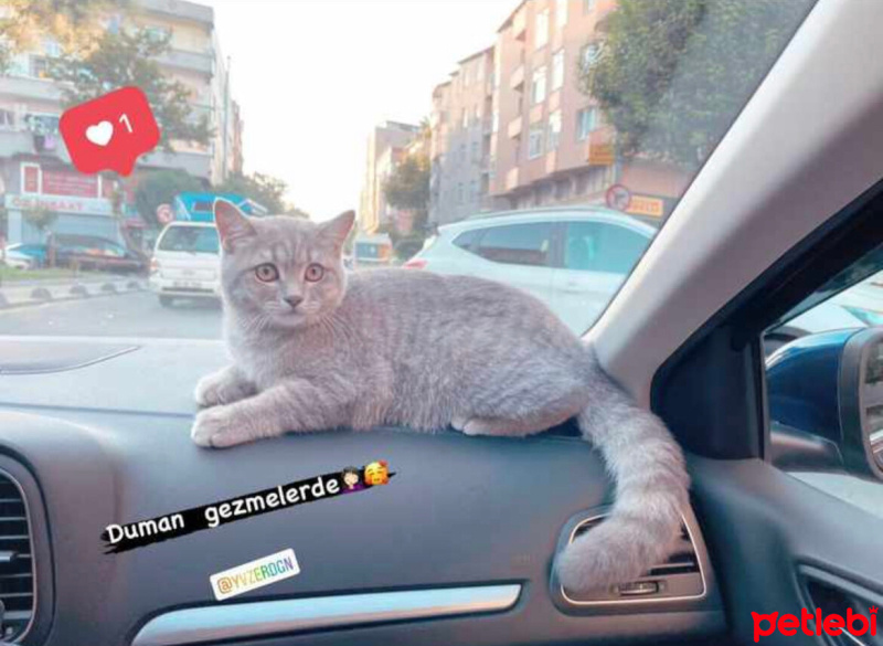 British Shorthair, Kedi  Duman fotoğrafı
