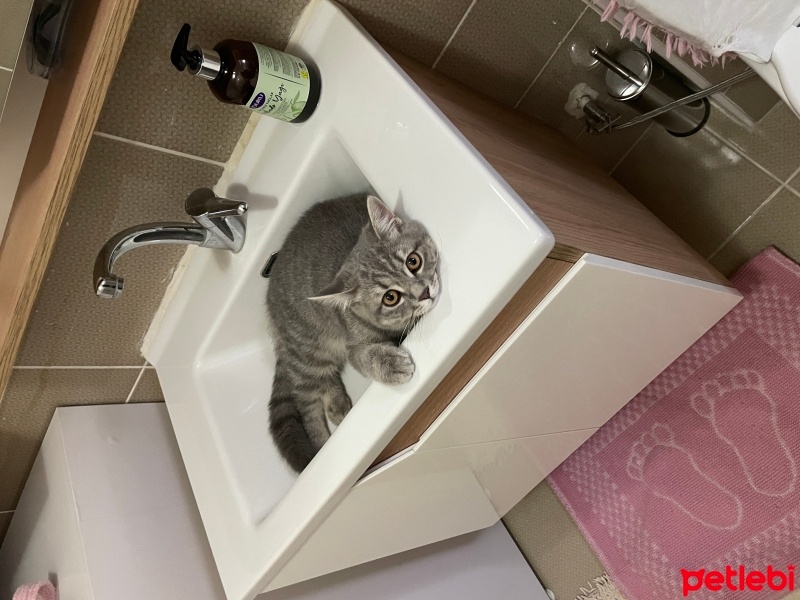 British Shorthair, Kedi  Duman fotoğrafı