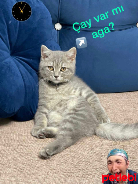 British Shorthair, Kedi  Duman fotoğrafı