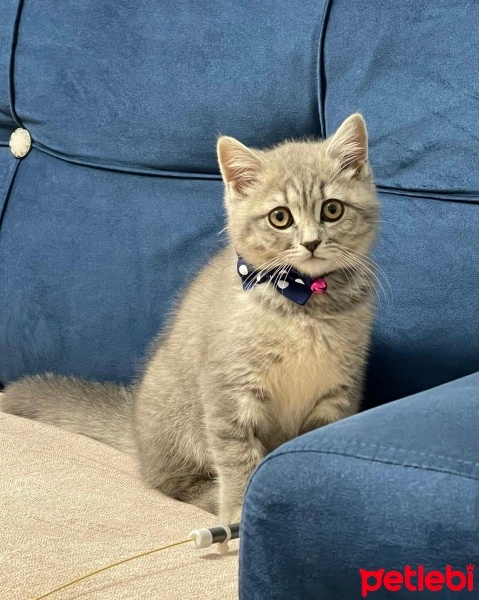 British Shorthair, Kedi  Duman fotoğrafı