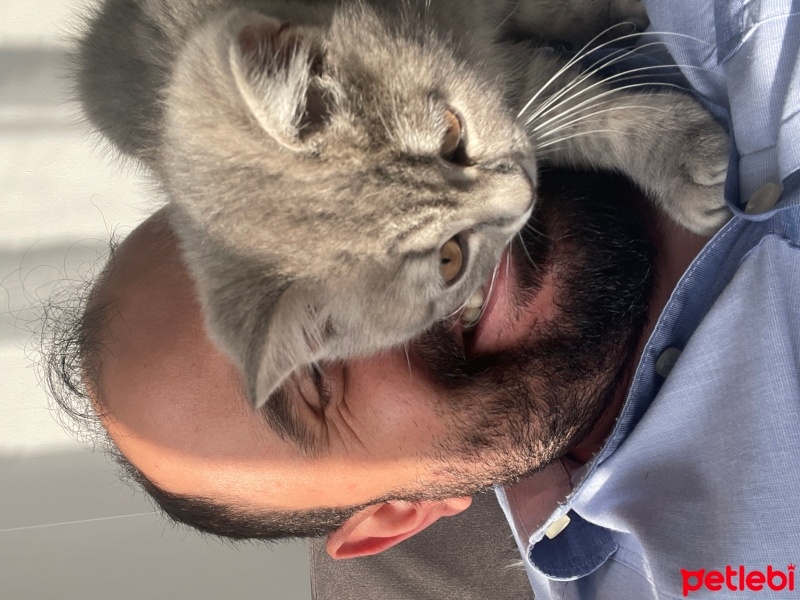 British Shorthair, Kedi  Duman fotoğrafı