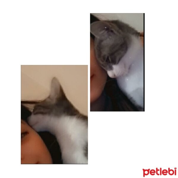 Soke, Kedi  Duman fotoğrafı