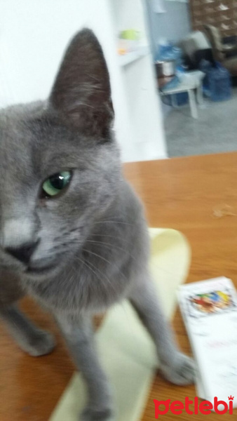 Mavi Rus, Kedi  Maviş fotoğrafı
