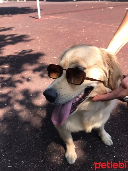 Golden Retriever, Köpek  Badem fotoğrafı