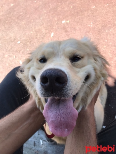 Golden Retriever, Köpek  Badem fotoğrafı