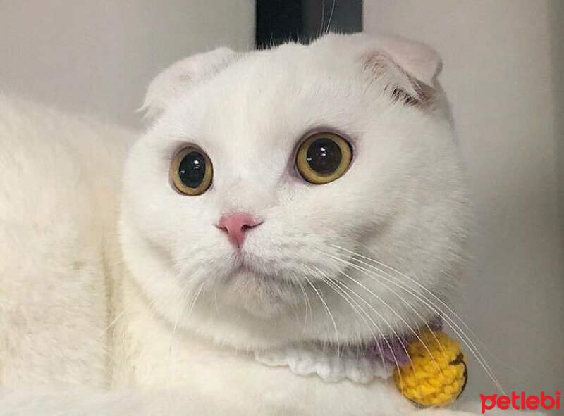 Scottish Fold, Kedi  tosi fotoğrafı