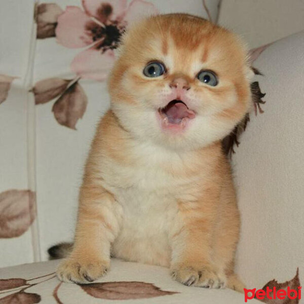 Scottish Fold, Kedi  tosi fotoğrafı