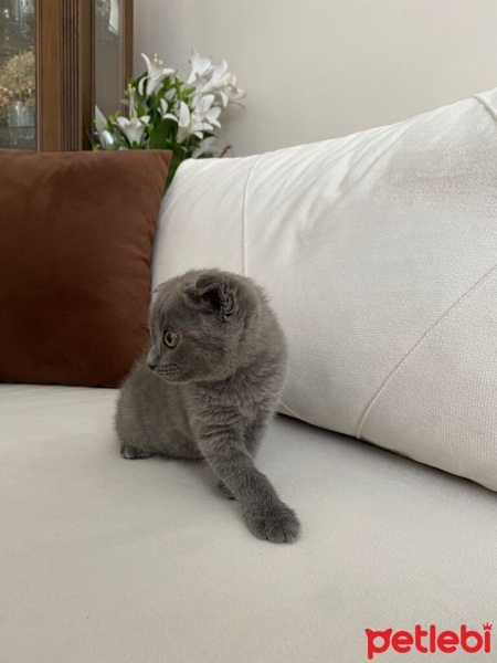 Scottish Fold, Kedi  Mia fotoğrafı