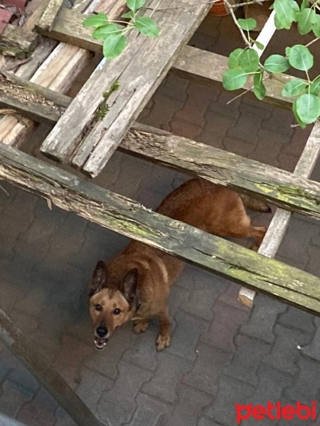 Sokö (Sokak Köpeği), Köpek  Tobby fotoğrafı