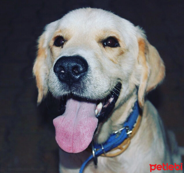 Golden Retriever, Köpek  Mars fotoğrafı