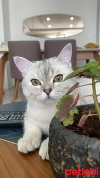 British Shorthair, Kedi  Alex fotoğrafı