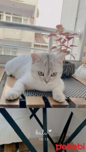 British Shorthair, Kedi  Alex fotoğrafı