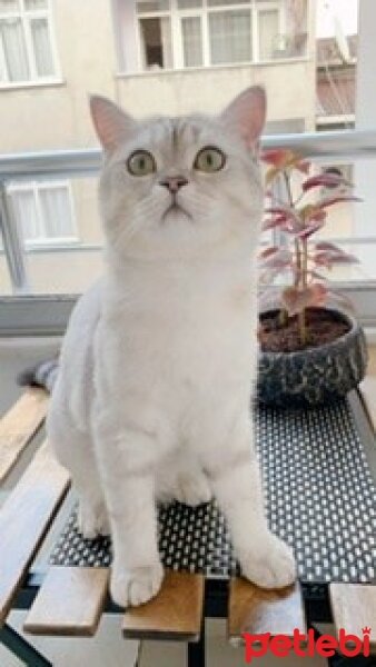 British Shorthair, Kedi  Alex fotoğrafı