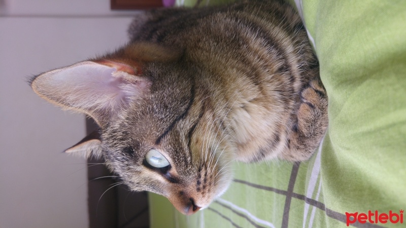 Tekir Kedi, Kedi  muffin fotoğrafı