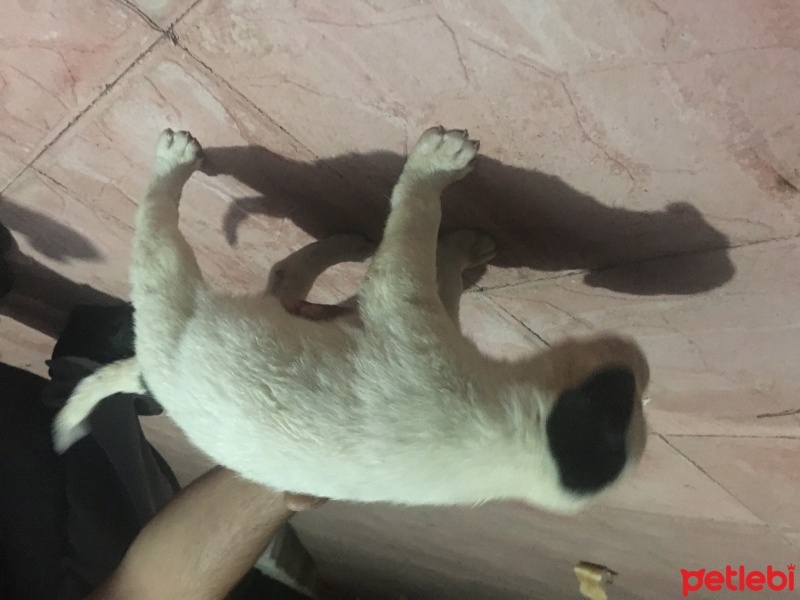 Dogo Arjantin, Köpek  - fotoğrafı
