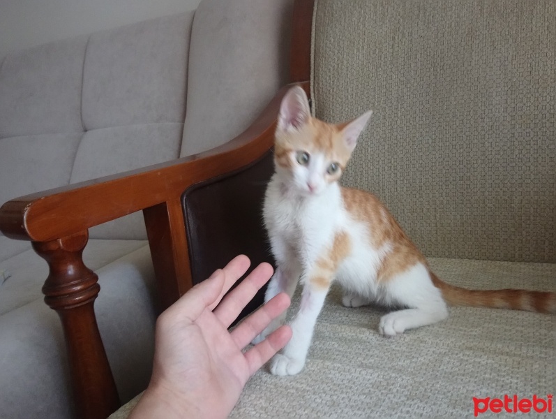 Sarman, Kedi  Anne'm fotoğrafı