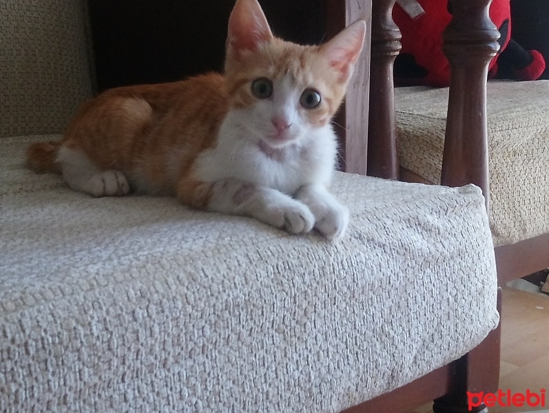 Sarman, Kedi  Anne'm fotoğrafı