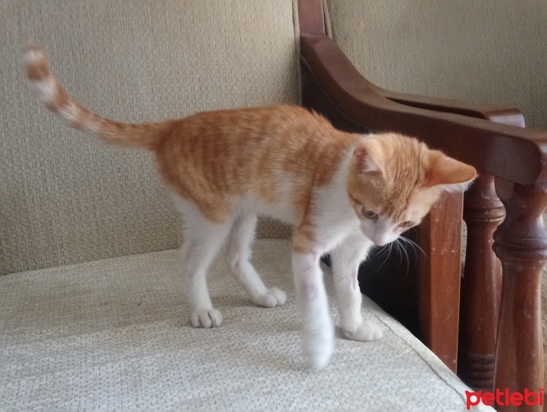 Sarman, Kedi  Anne'm fotoğrafı
