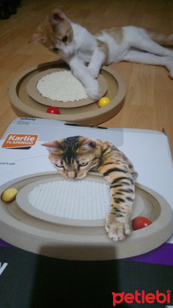 Sarman, Kedi  Anne'm fotoğrafı