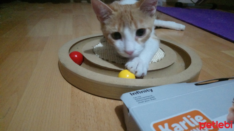 Sarman, Kedi  Anne'm fotoğrafı