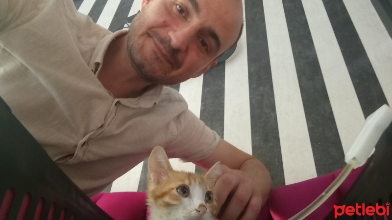 Sarman, Kedi  Anne'm fotoğrafı