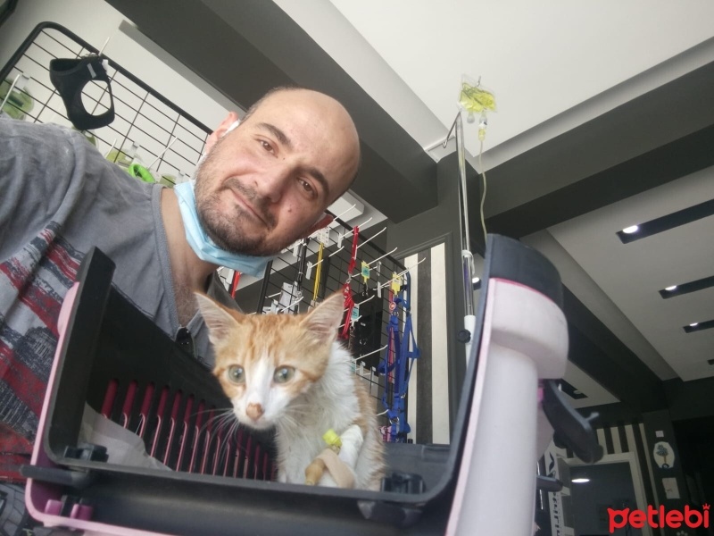 Sarman, Kedi  Anne'm fotoğrafı