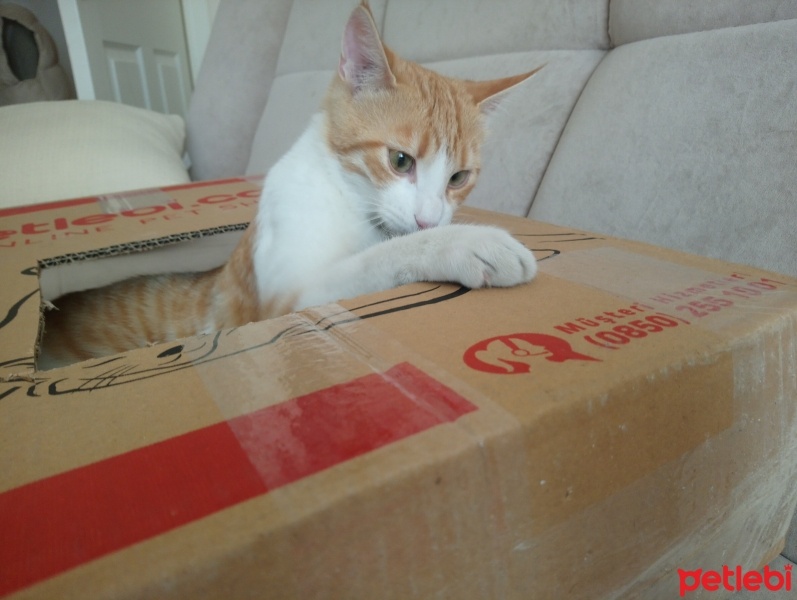 Sarman, Kedi  Anne'm fotoğrafı