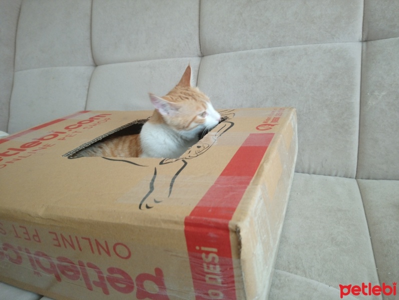 Sarman, Kedi  Anne'm fotoğrafı