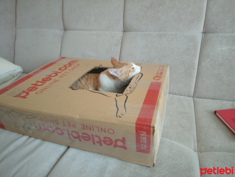 Sarman, Kedi  Anne'm fotoğrafı