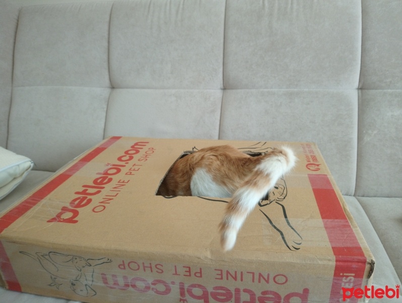 Sarman, Kedi  Anne'm fotoğrafı