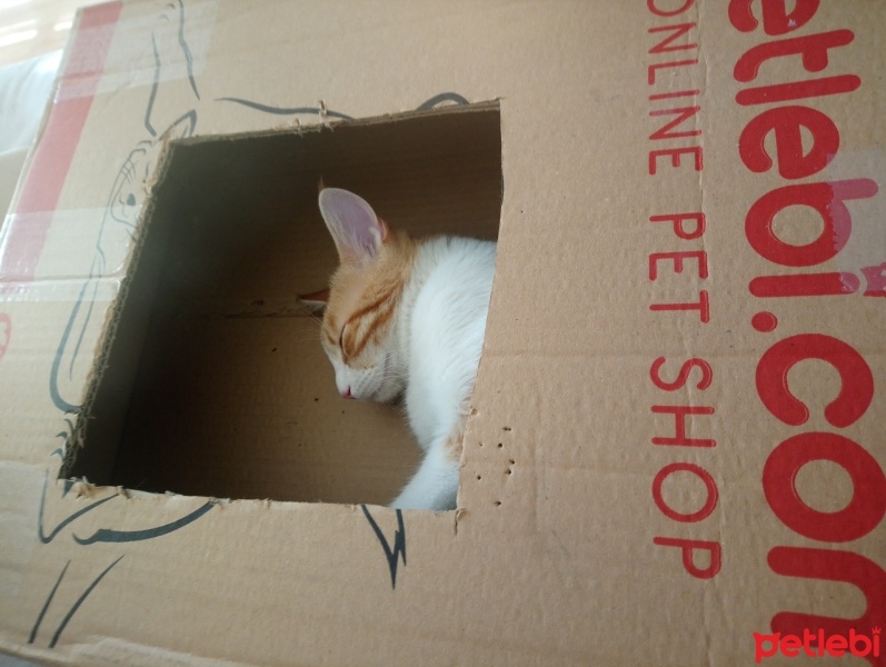 Sarman, Kedi  Anne'm fotoğrafı
