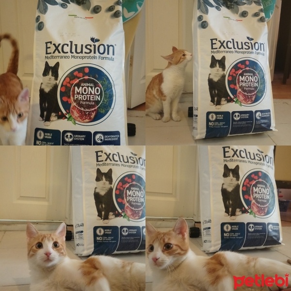 Sarman, Kedi  Anne'm fotoğrafı