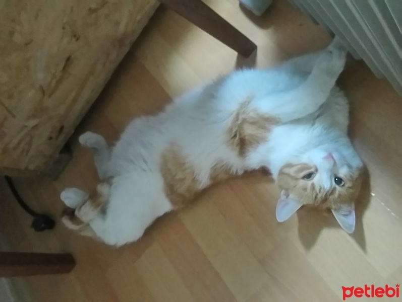 Sarman, Kedi  Anne'm fotoğrafı