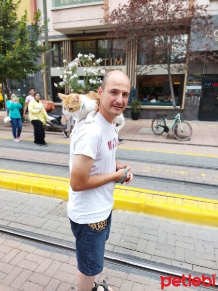 Sarman, Kedi  Anne'm fotoğrafı