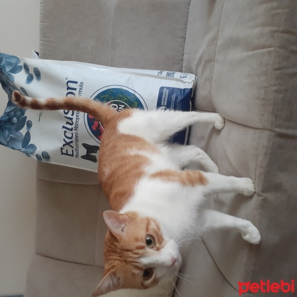 Sarman, Kedi  Anne'm fotoğrafı