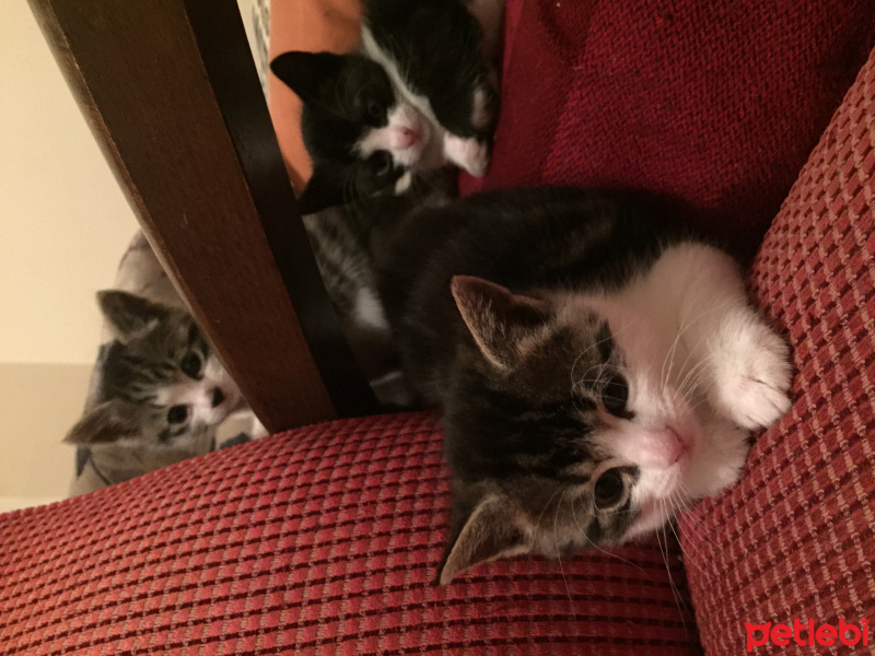 Tekir Kedi, Kedi  Zıpzıp fotoğrafı