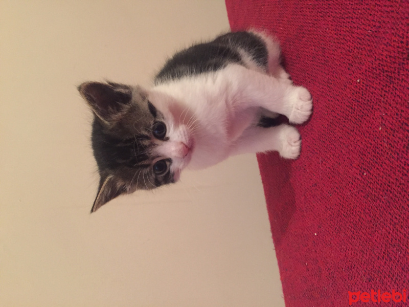 Tekir Kedi, Kedi  Zıpzıp fotoğrafı