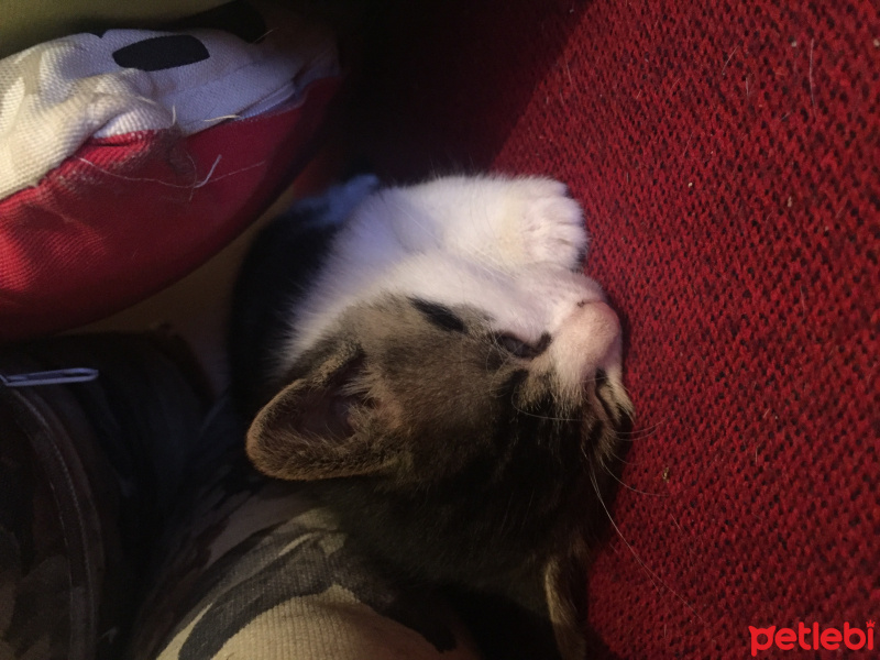 Tekir Kedi, Kedi  Zıpzıp fotoğrafı