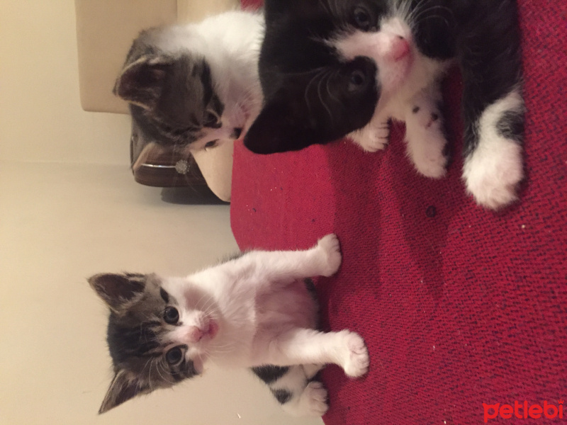 Tekir Kedi, Kedi  Zıpzıp fotoğrafı