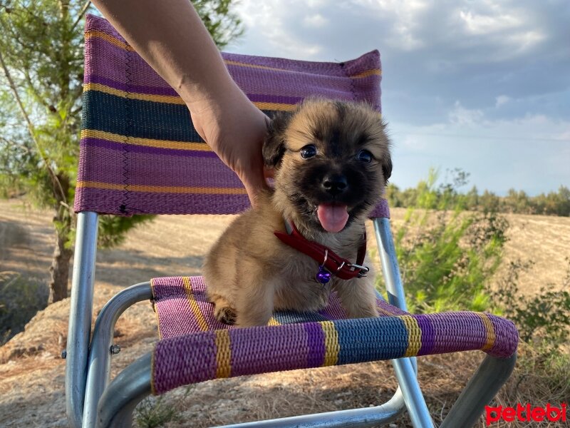 Pekingese, Köpek  Kuzco fotoğrafı