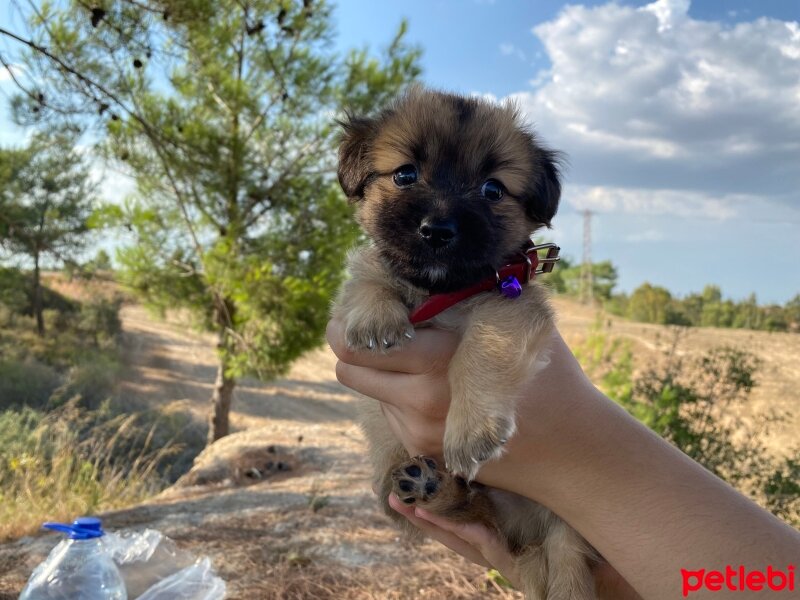 Pekingese, Köpek  Kuzco fotoğrafı