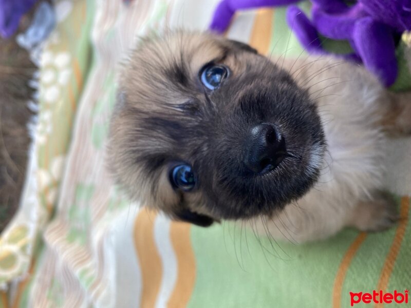 Pekingese, Köpek  Kuzco fotoğrafı