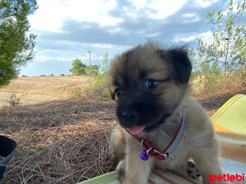 Pekingese, Köpek  Kuzco fotoğrafı